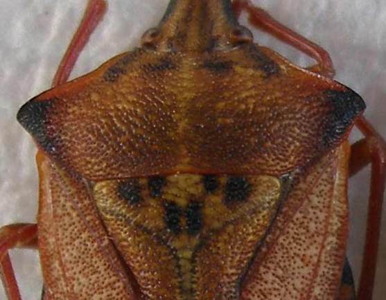 Carpocoris, esemplari 8-10, dorso - Copia.jpg