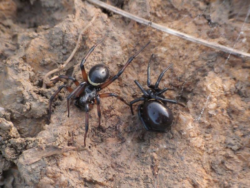 coppia steatoda e.JPG