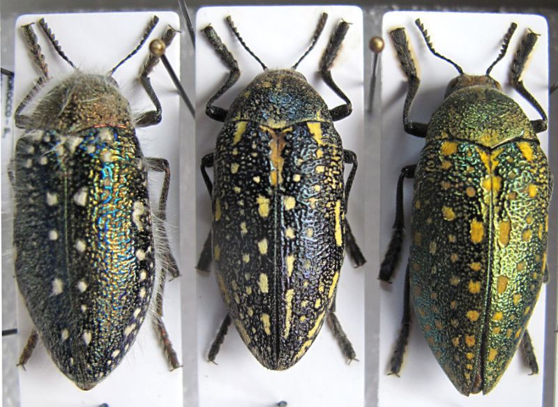 J.manipularis - J.sp. - J.aequinoctialis.JPG