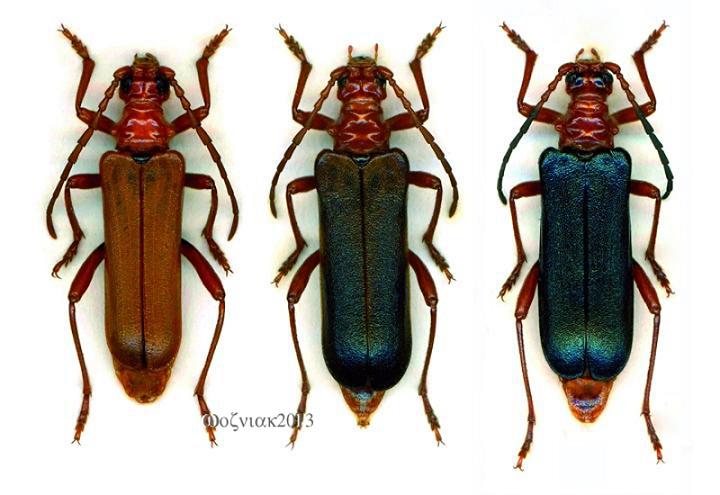 Rhamnusium_bicolor bicolor_Poland.jpg