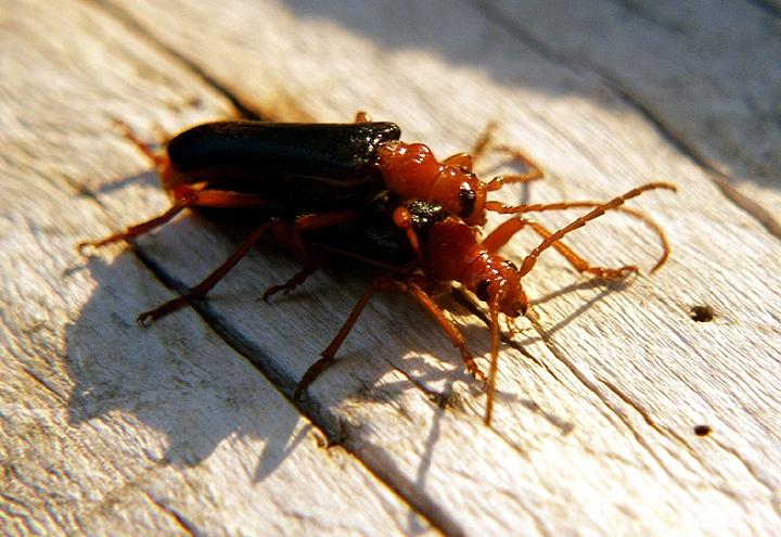 04.Rhamnusium bicolor bicolor in copula.jpg