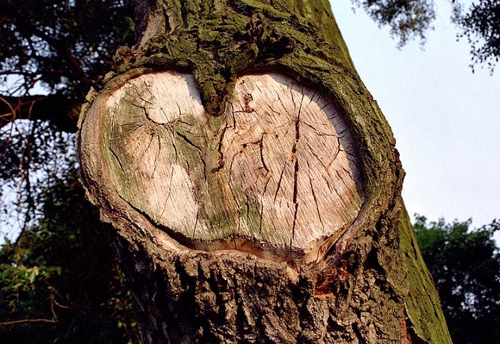 03.Rhamnusium bicolor bicolor habitat 3.JPG