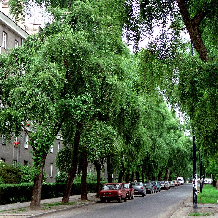 01.Rhamnusium bicolor bicolor_habitat 1.JPG