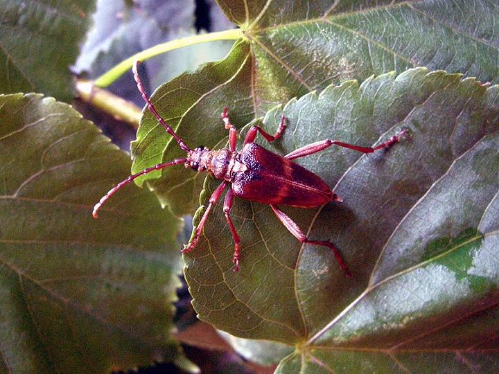 Akimerus schaefferi_female.jpg