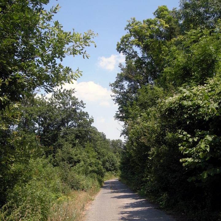 02.A.schaefferi_habitat.jpg