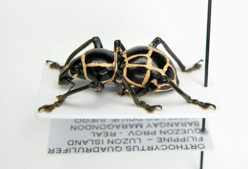 Orthocyrtus quadrulifer-Luzon-Quezon city_2.JPG