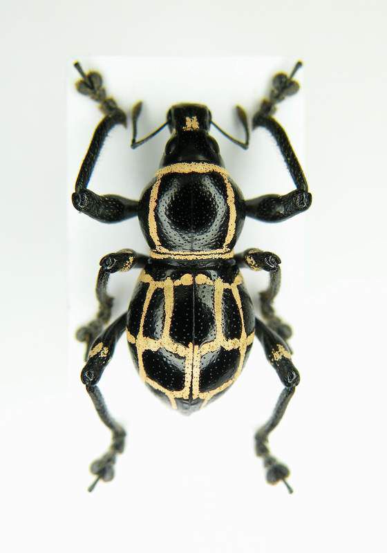 Orthocyrtus quadrulifer-Luzon-Quezon city_1.JPG