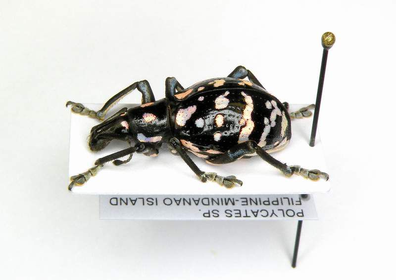 Polycates sp.-Mindanao Mt.Parker 2009_2.JPG