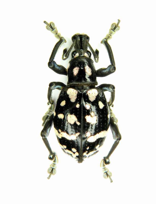 Polycates sp.-Mindanao Mt.Parker 2009_1.JPG