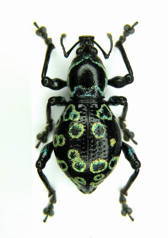 Eupyrgops sp. female_3 - Luzon Nueva Viscaya - Kayapa VIII-2008_1.JPG