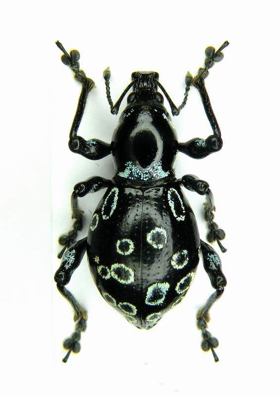 Eupyrgops sp. female_1 - Luzon Nueva Viscaya - Mt. Imugan VIII-2008_1.JPG