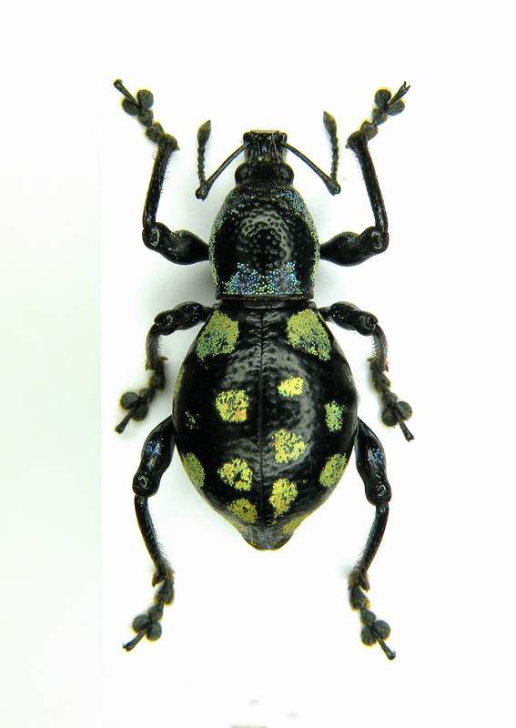 Eupyrgops sp. female_1 - Luzon Nueva Viscaya - Kayapa VIII-2008_1.JPG