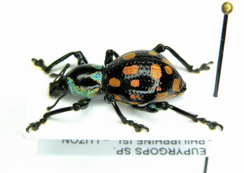 Eupyrgops sp. female_1 - Luzon Nueva Viscaya - Kasibu IX-2008_2.JPG