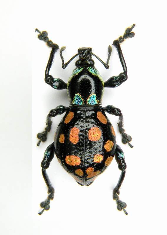 Eupyrgops sp. female_1 - Luzon Nueva Viscaya - Kasibu IX-2008_1.JPG