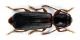 Nothorhina muricata_02.jpg