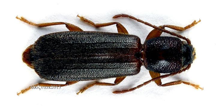 Nothorhina muricata_02.jpg