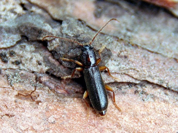 Nothorhina muricata 02.JPG