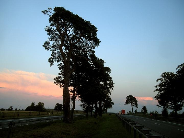 Nothorhina_Kamień_18.07.2011. 040.jpg