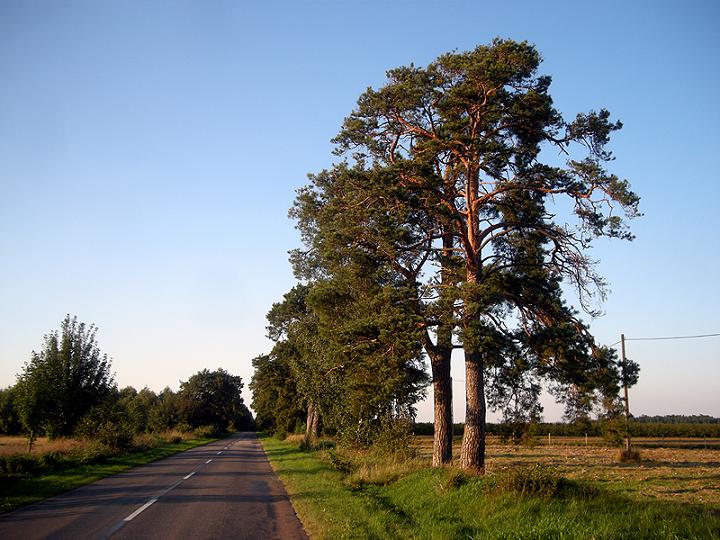 Nothorhina_Anusin_Gazociag_17.08.2011 115.jpg