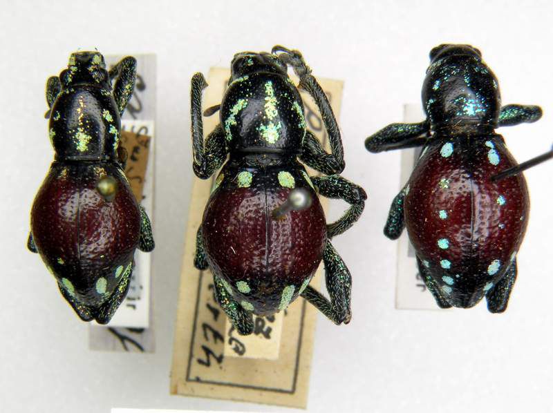 Panthorytes plutus_1-MTD Dresden.JPG