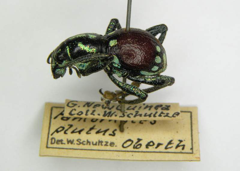 Panthorytes plutus_2-MTD Dresden.JPG