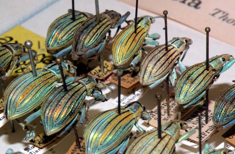 Celebia arrogans_2.JPG