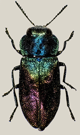 Anthaxia sem 1 w ...jpg