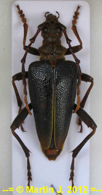 20120908_0003-Akimerus-Milovice-crop-web.jpg