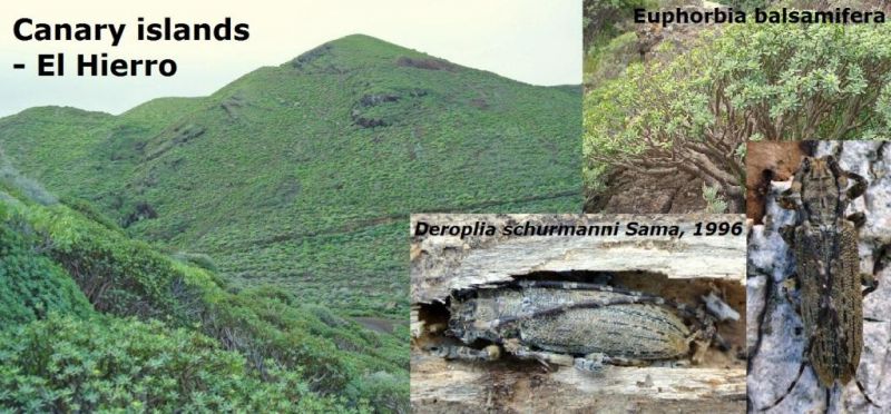 Deroplia schurmanni - poster.jpg