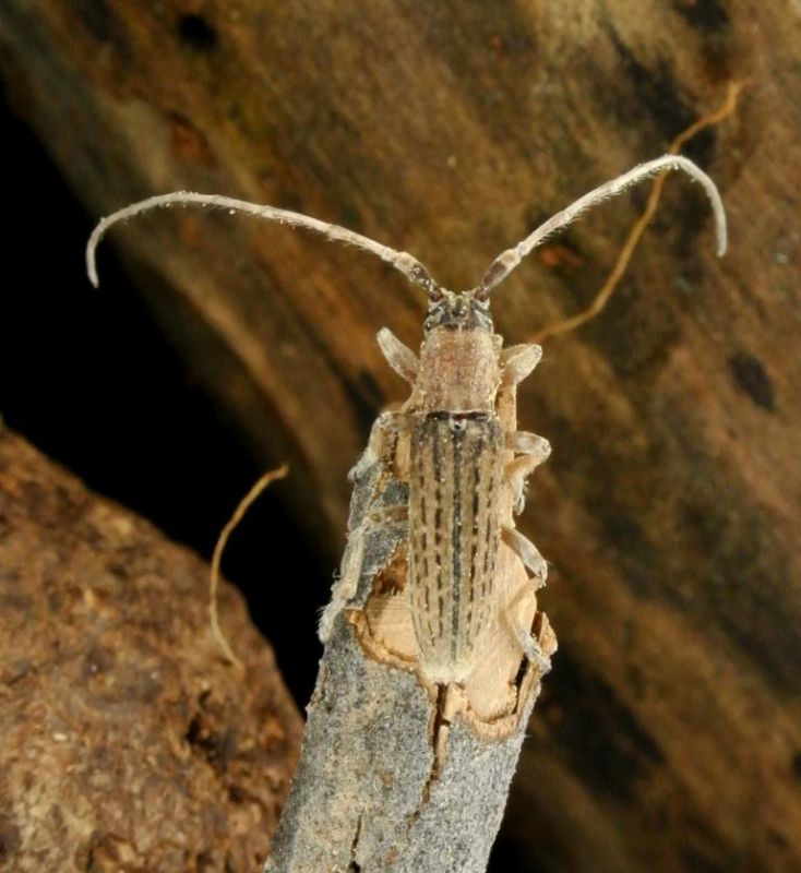Deroplia hesperus.jpg