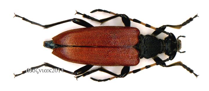 Corymbia variicornis.jpg