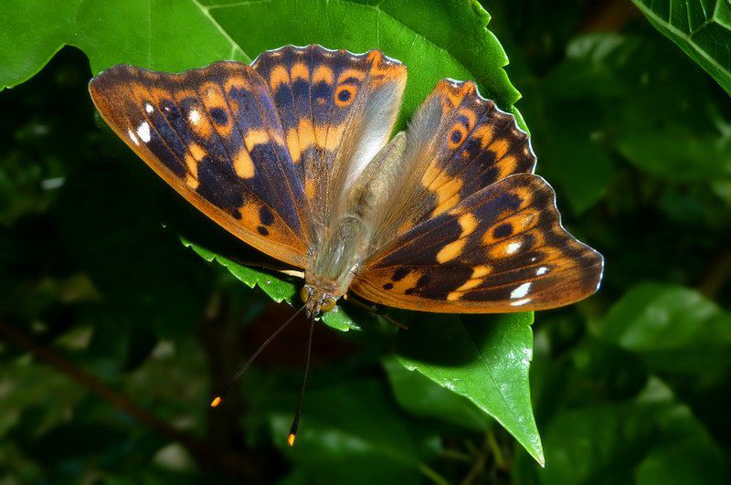 2 giardino 12 08 14.jpg