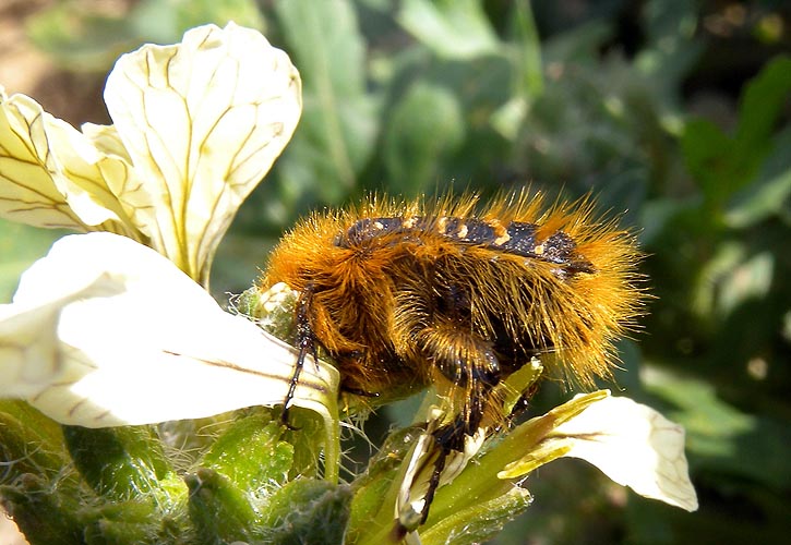 Tropinota_squalida_pilosa.jpg