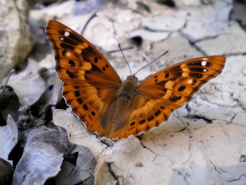 5 28 luglio 08 052_filtered.jpg