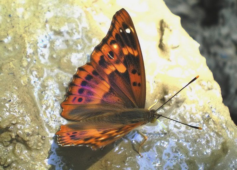 6 28 luglio 08 063_filtered.jpg