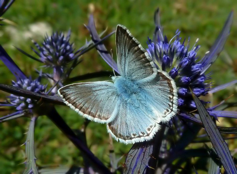 Pozzoni 04 08 14.jpg