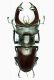 Lucanus cervus mm. 79 - Colbertaldo (TV) 22-V-2007 Legit F.Sandel.JPG