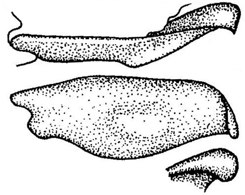 P_cyanescens.jpg