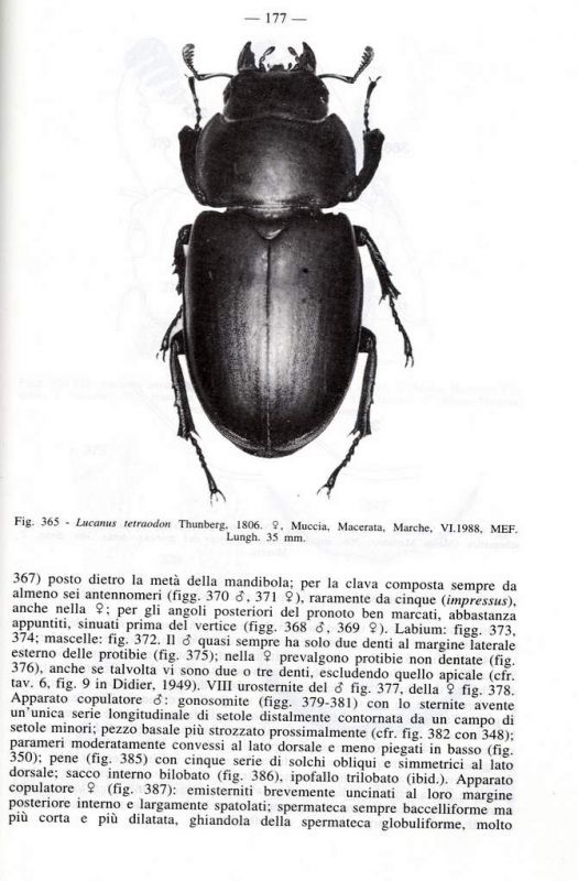 Franciscolo pag. 177.JPG