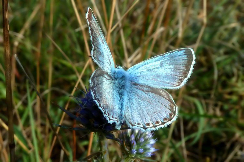 M.malbe capocavallo 23 08 14.jpg