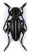 Dorcadion sulcipenne sulcipenne_GG-01.jpg