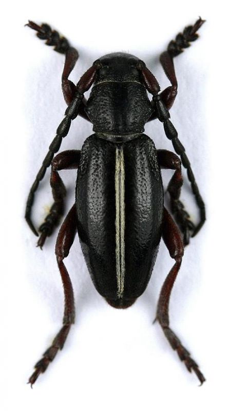 Dorcadion sulcipenne sulcipenne_GG-01.jpg
