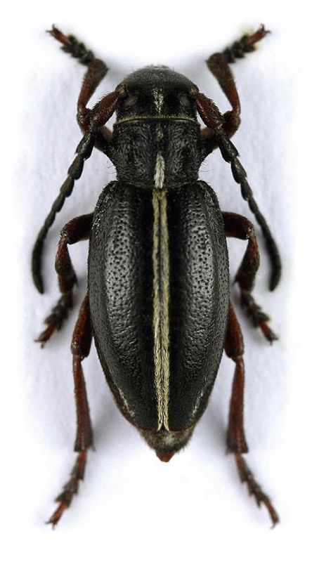 Dorcadion sulcipenne sulcipenne_female.jpg