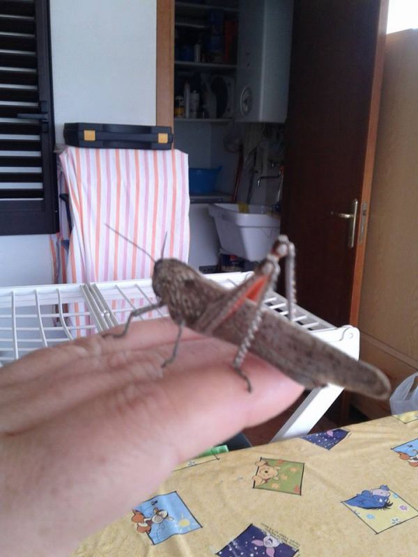 Hopper.jpg