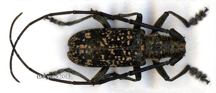 Monochamus saltuarius_male.jpg