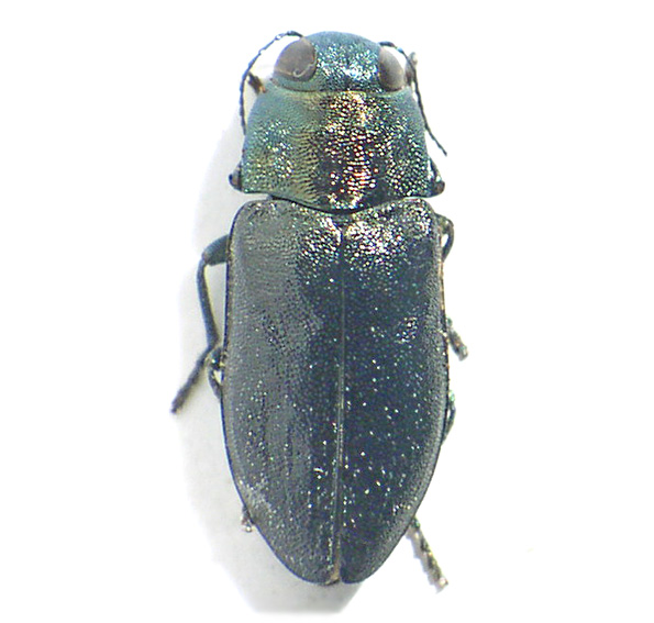 Phaenops knoteki.jpg