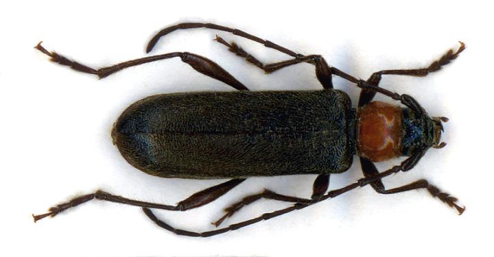 Pronocera angusta_3.jpg