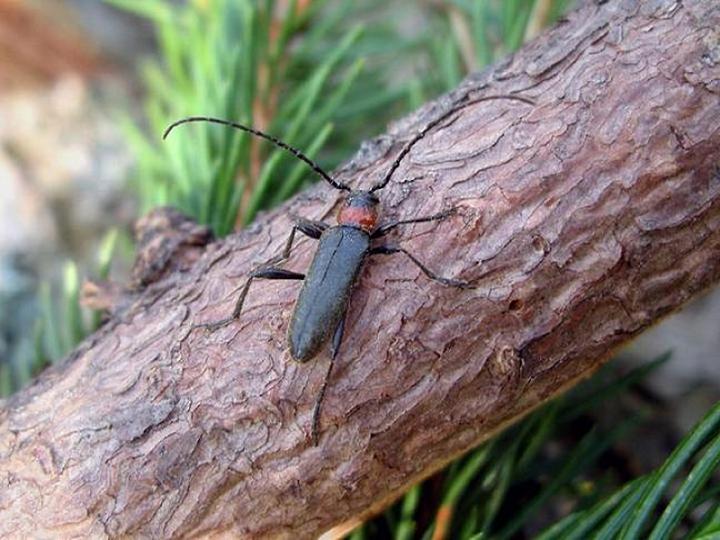 Pronocera angusta_2.jpg