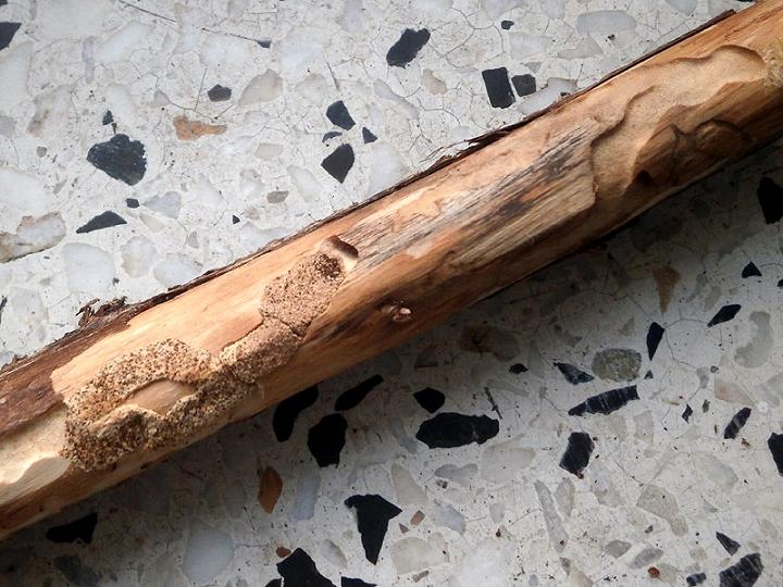 Pronocera angusta_1.JPG