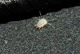 DSC_0627.acaro.jpg
